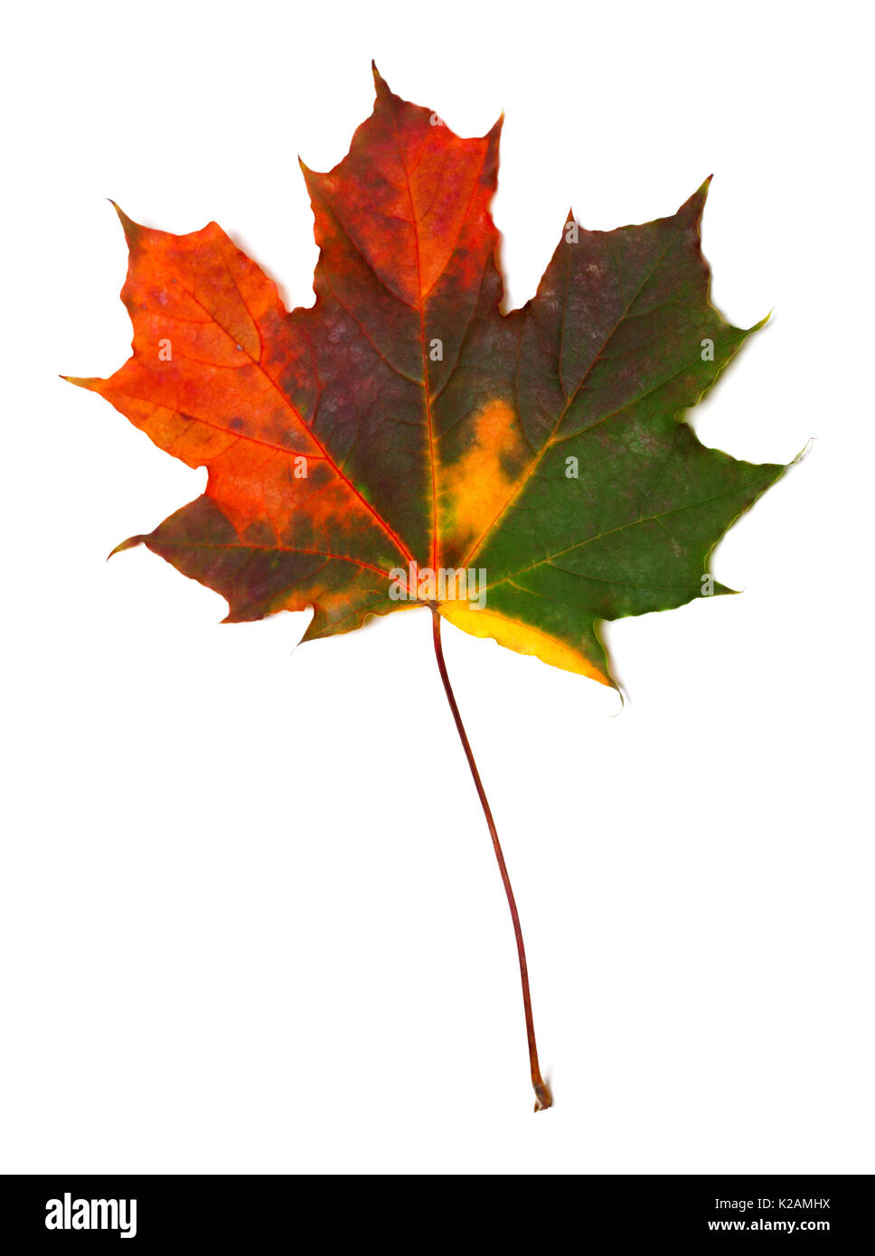 Autumn multicolored maple leaf. Isolated on white background. Stock Photo