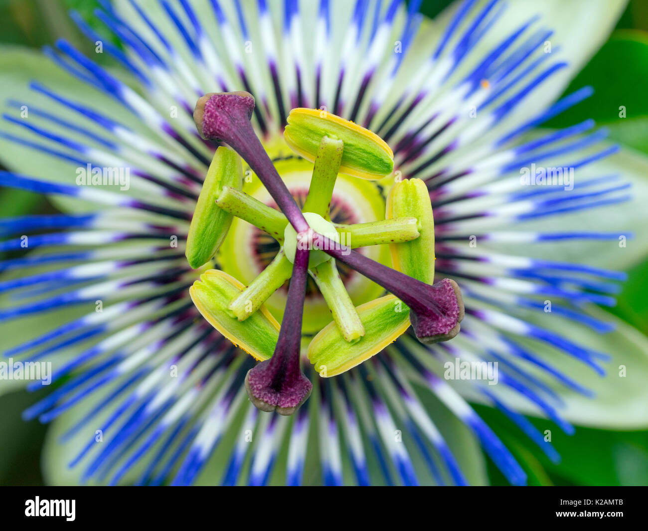 Blue passion flower Passiflora caerulea Stock Photo Alamy