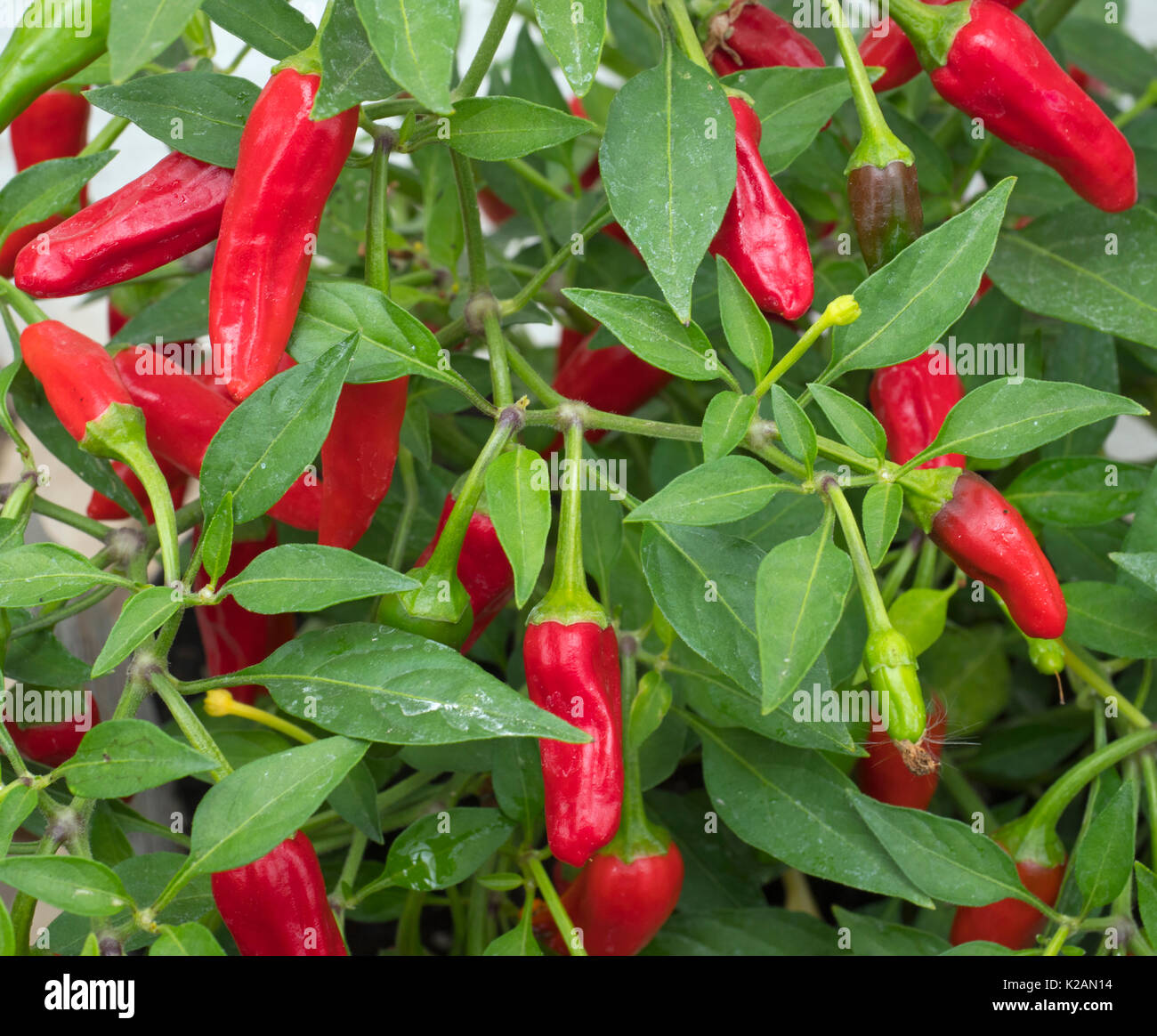 Chilli Pepper Apache growing in greenhouse Stock Photo