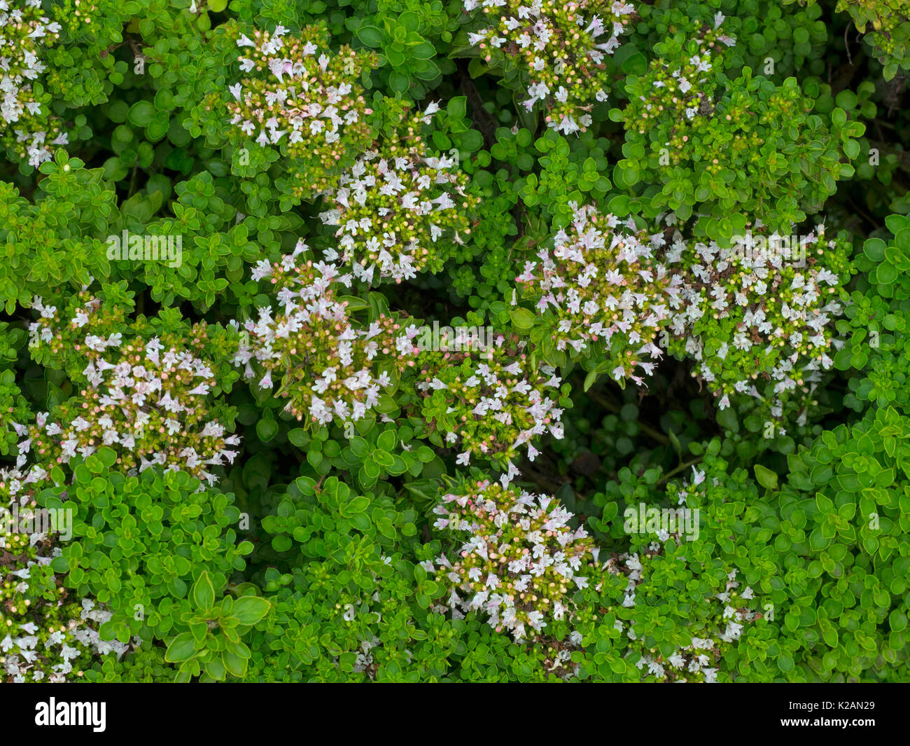Compact marjoram Origanum vulgare 'Compactum' in kitchen garden Stock Photo