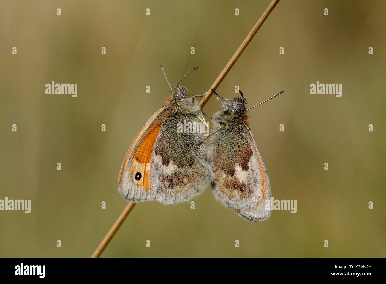 Pairing Small Heath butterflies Stock Photo