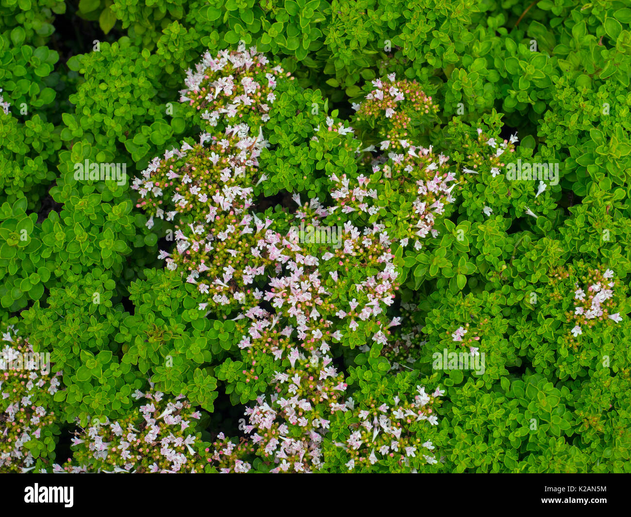 Compact marjoram Origanum vulgare in kitchen garden Stock