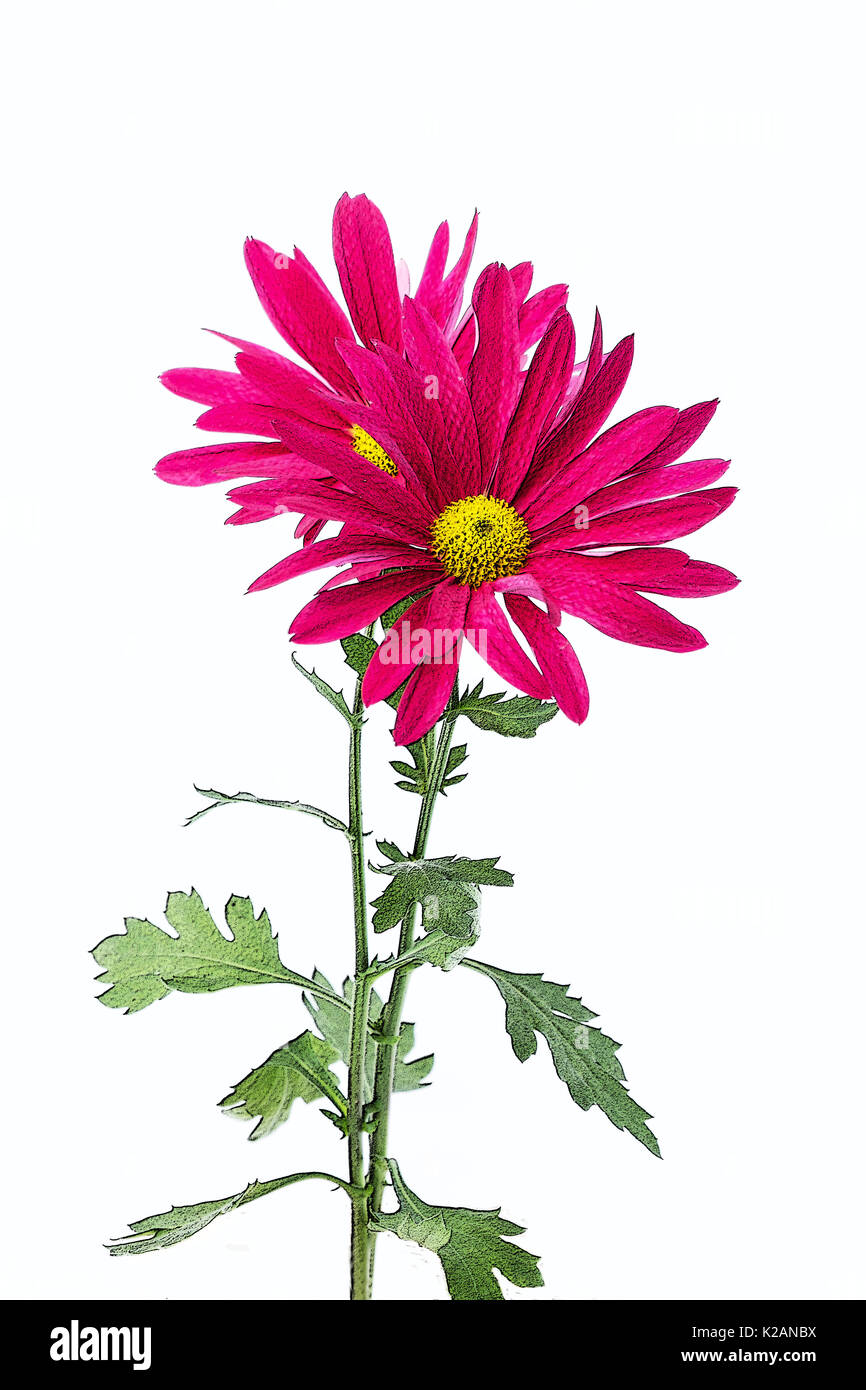 Chrysanthemum blooms Cut Out Stock Images & Pictures Alamy