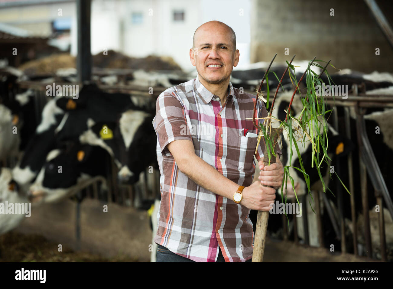 Senior worker collecting grass with pitchfork in farmland Stock Photo