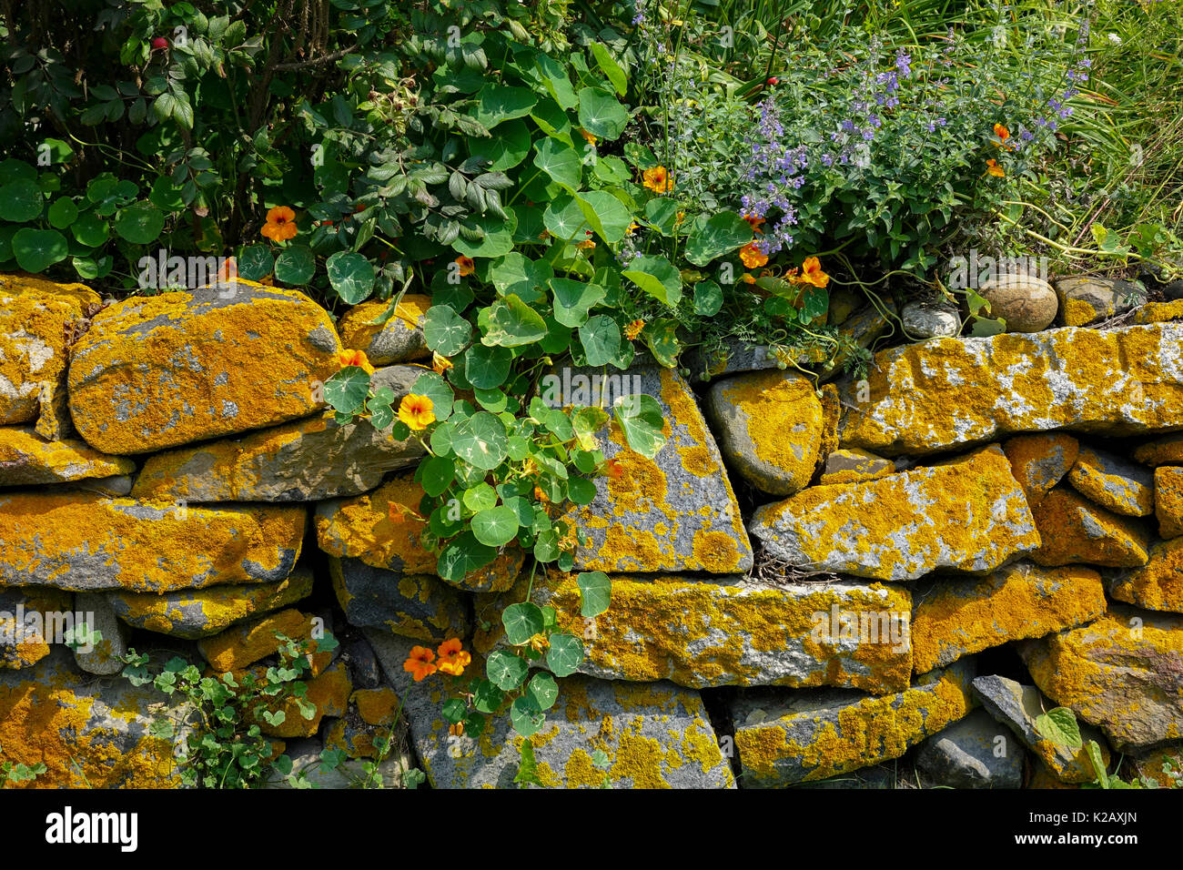 USA Maine ME Monhegan Island orange colored lichen covers a rock wall Stock Photo