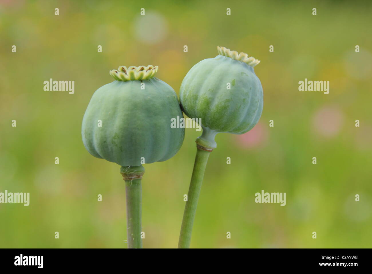 Seedheads of the Opium poppy (Papaver somniferum), ripening in the wildflower patch of an English garden in summer Stock Photo