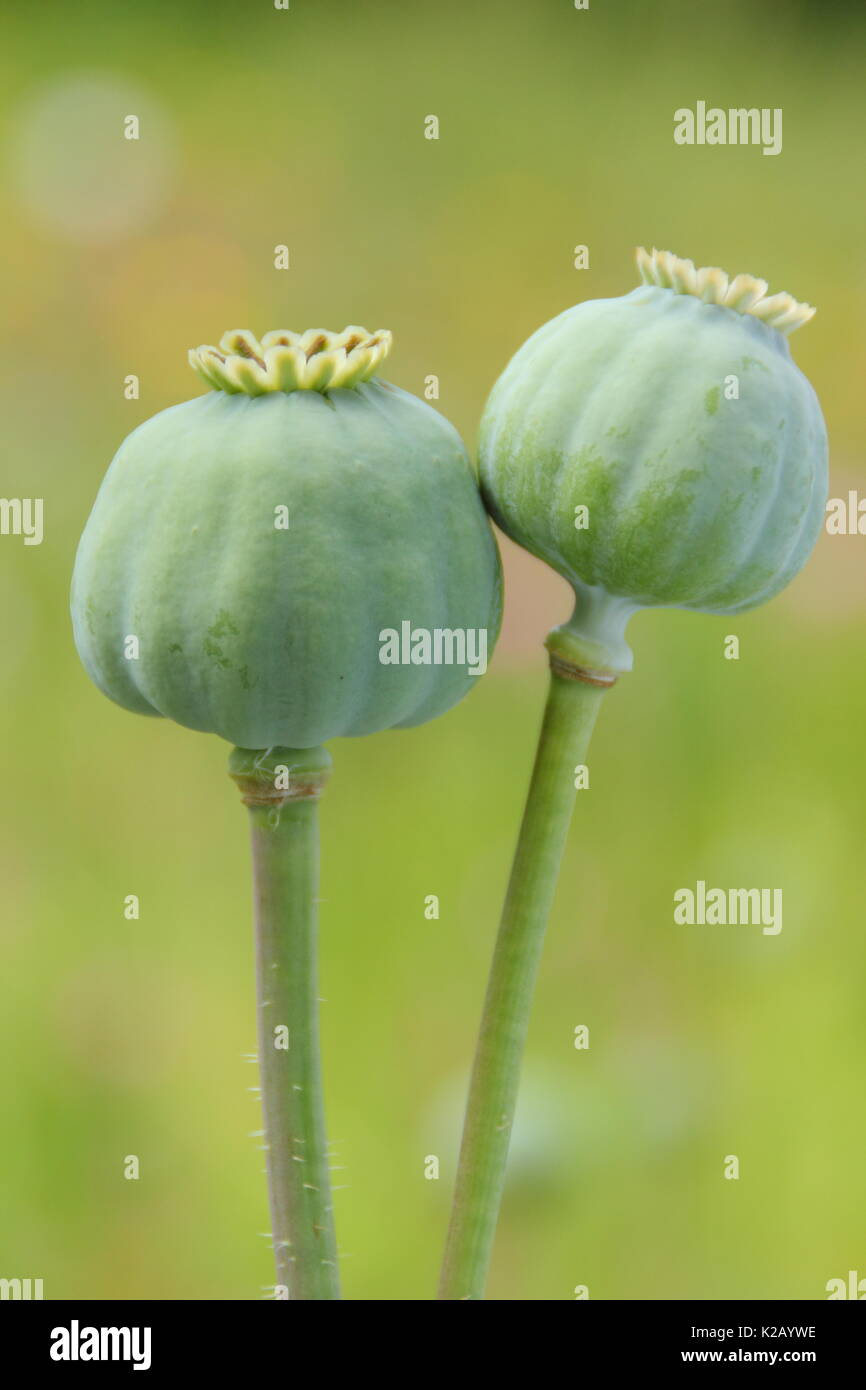 Seedheads of the Opium poppy (Papaver somniferum), ripening in the wildflower patch of an English garden in summer Stock Photo