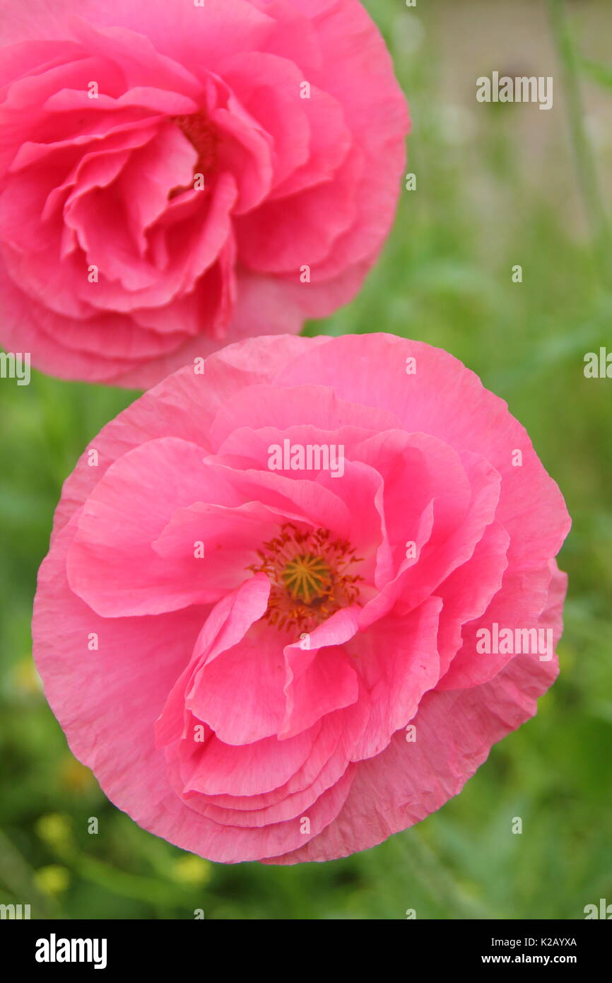 Double Shirley poppies (Papaver rhoeas), a hardy annual with pastel colours and silken petals, flowering in an English pictorial meadow at mid summer Stock Photo