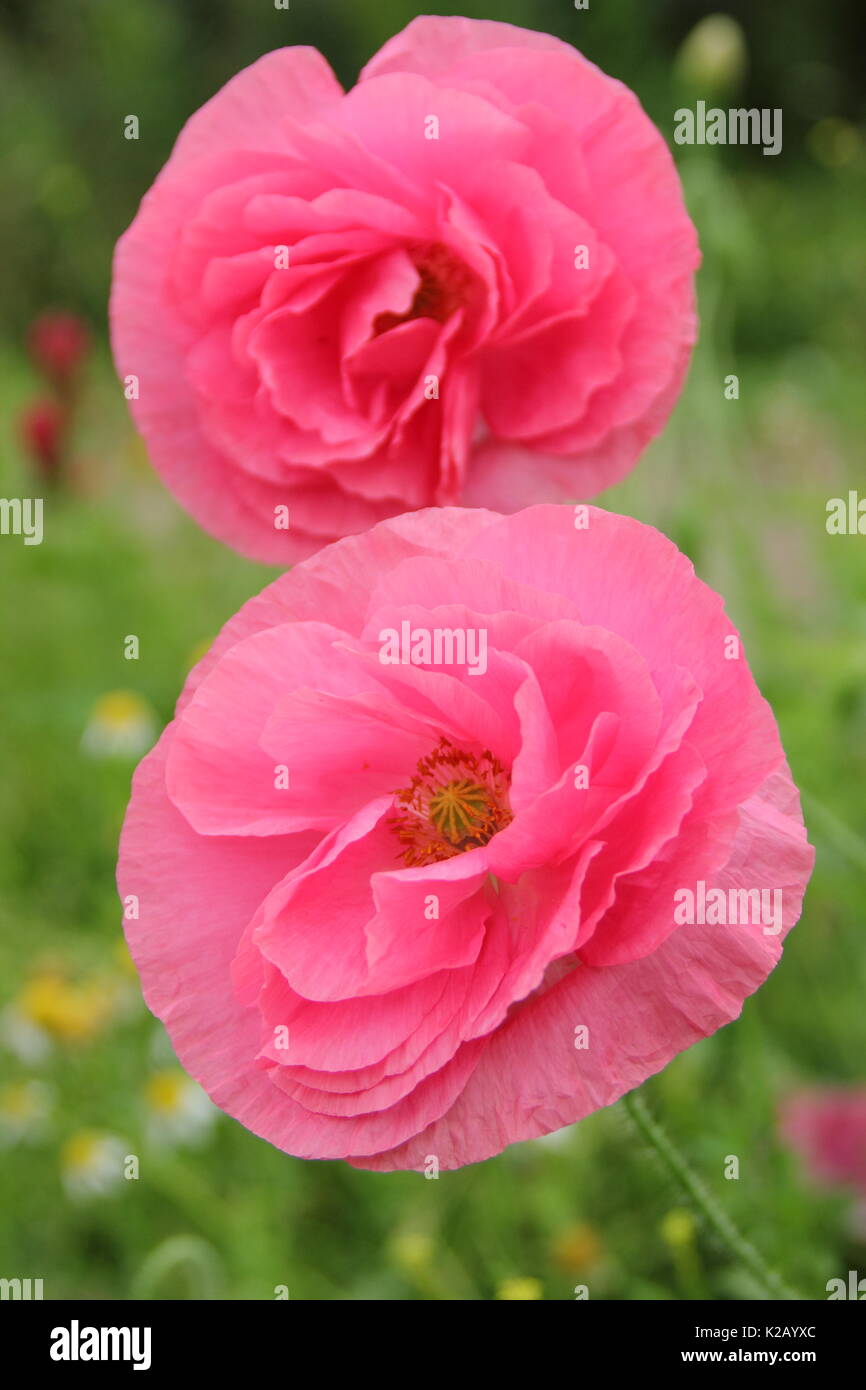 Double Shirley poppies (Papaver rhoeas), a hardy annual with pastel colours and silken petals, flowering in an English pictorial meadow at mid summer Stock Photo