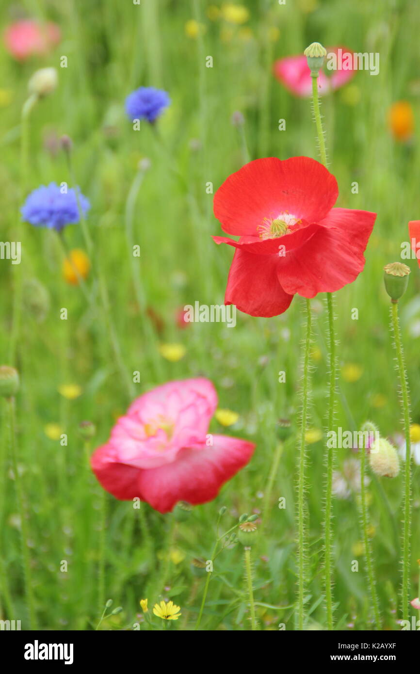 Shirley poppies (Papaver rhoeas) and cornflowers (Centaurea cyanus), flowering in an English pictorial meadow at mid summer Stock Photo