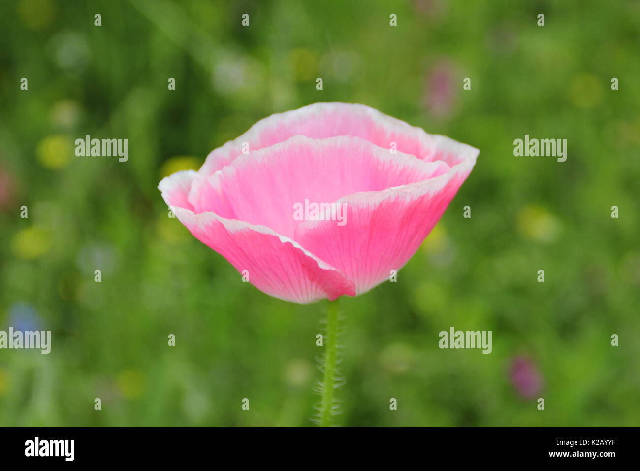 True Shirley poppy (Papaver rhoeas), displaying silken petals, pastel colours and a white base in an English cultivated wildflower meadow in summer Stock Photo