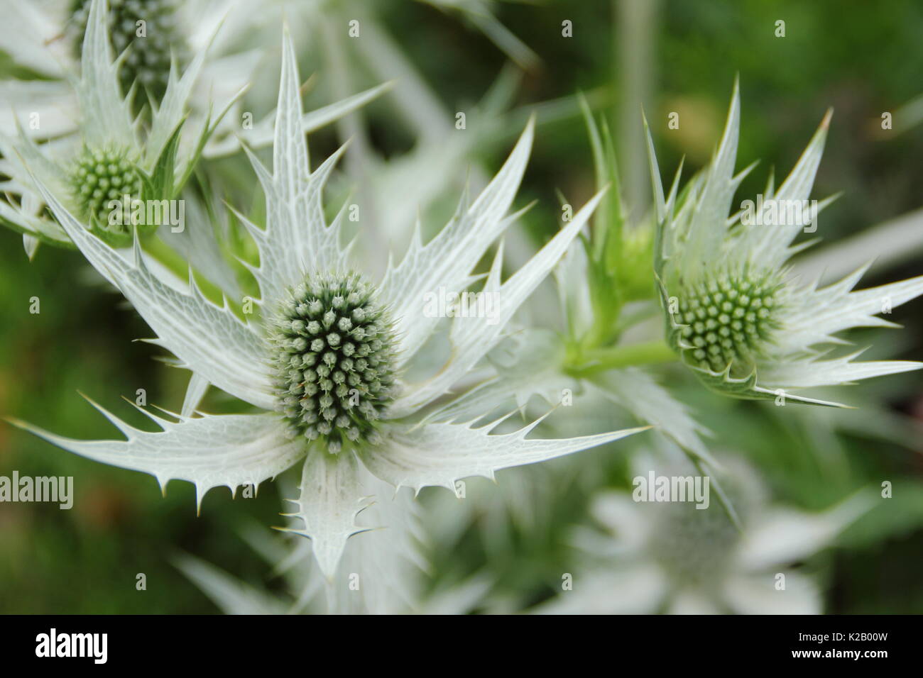 Eryngium giganteum hires stock photography and images Alamy