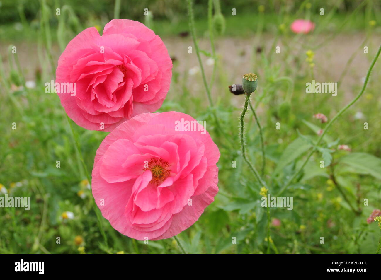 Double Shirley poppy (Papaver rhoeas), a hardy annual with pastel colours and silken petals, flowering in an English pictorial meadow at mid summer Stock Photo