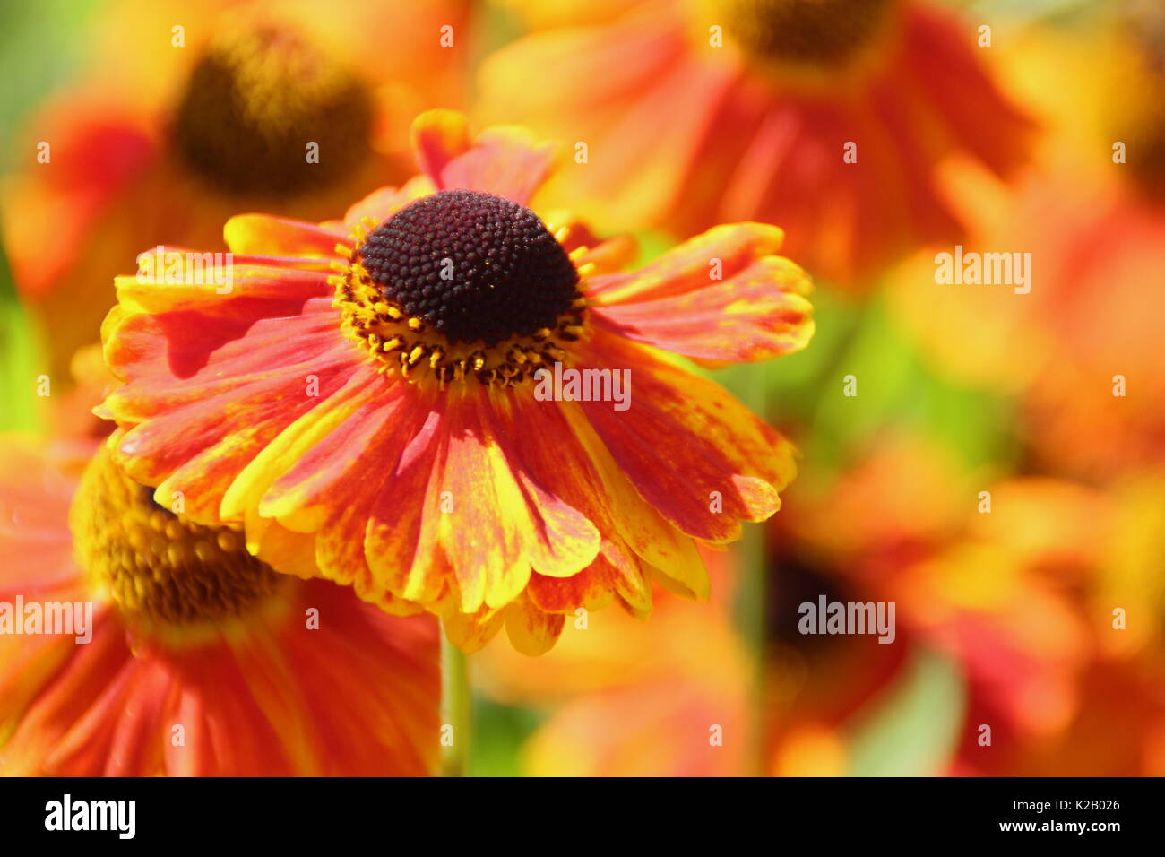 The bronze and orange daisy-like flowers of Helenium 'Waltraut', or Sneezeweed, flowering in the border of an English garden in late summer Stock Photo