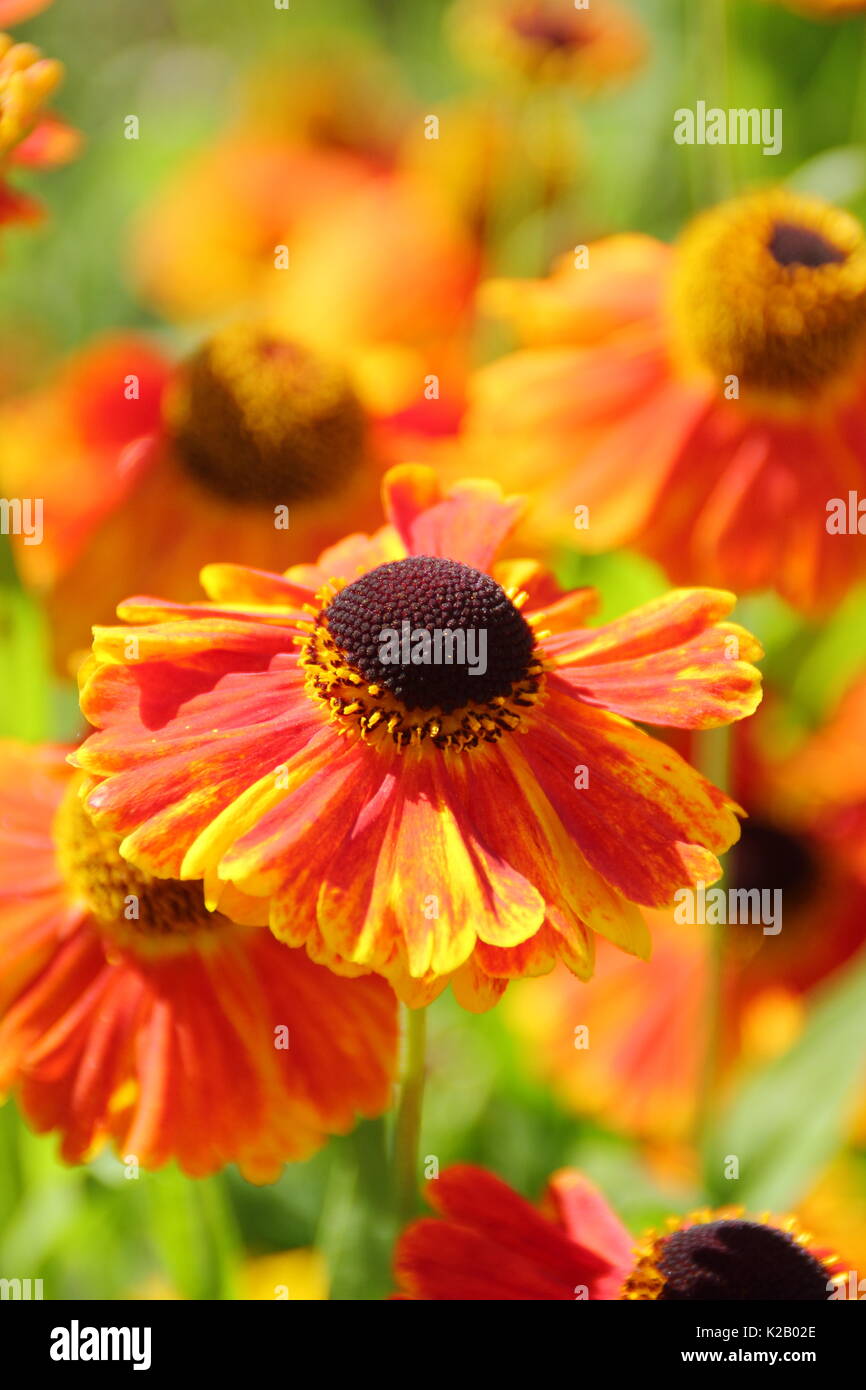 The bronze and orange daisy like flowers of Helenium 'Waltraut', or Sneezeweed, flowering in the border of an English garden in late summer Stock Photo