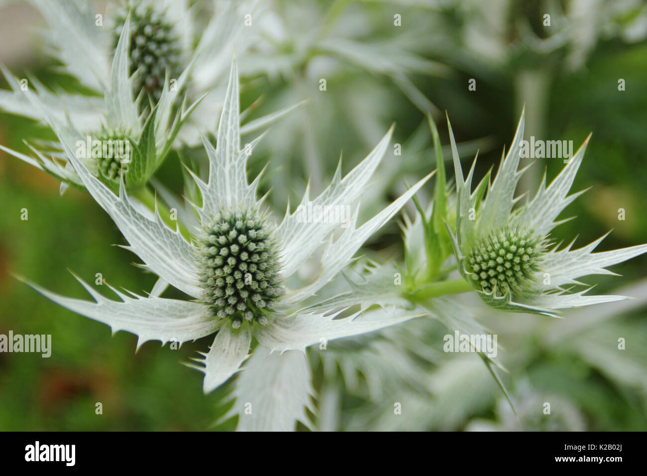 Discover White Spiky Flowers: Striking Blooms for Modern Gardens