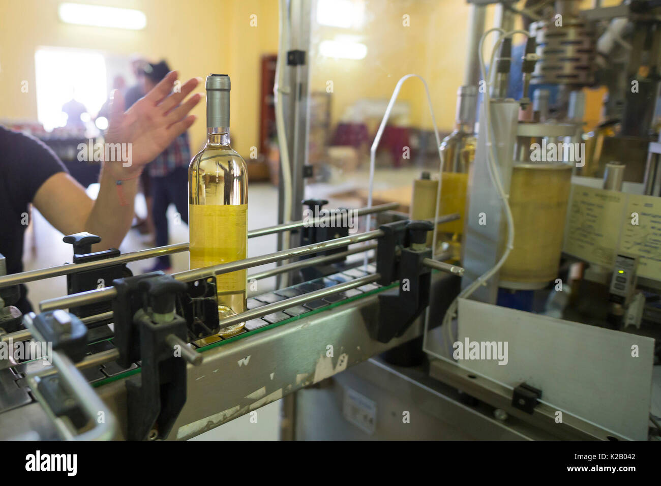 White wine bottles labeled in a winery before packed and shipped for