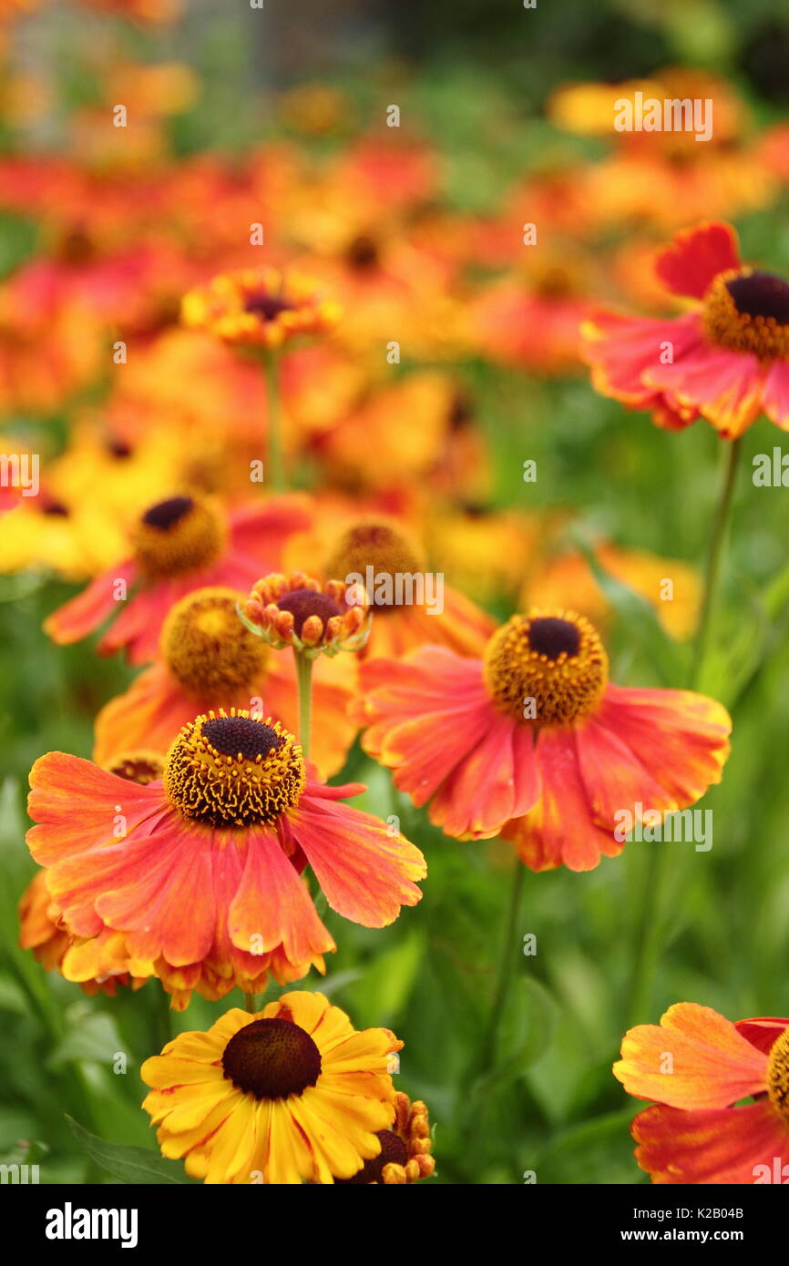 The bronze and orange daisy-like flowers of Helenium 'Waltraut', or Sneezeweed, flowering in the border of an English garden in late summer Stock Photo