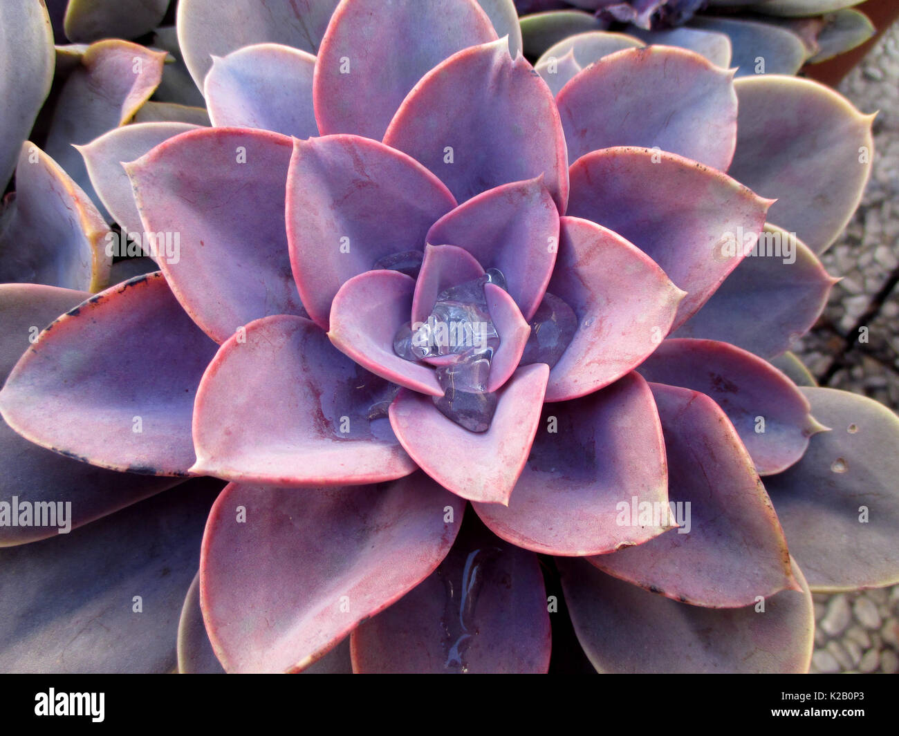 Close-up of Pastel Purple Succulent Plants with Morning Dew Drops Stock Photo