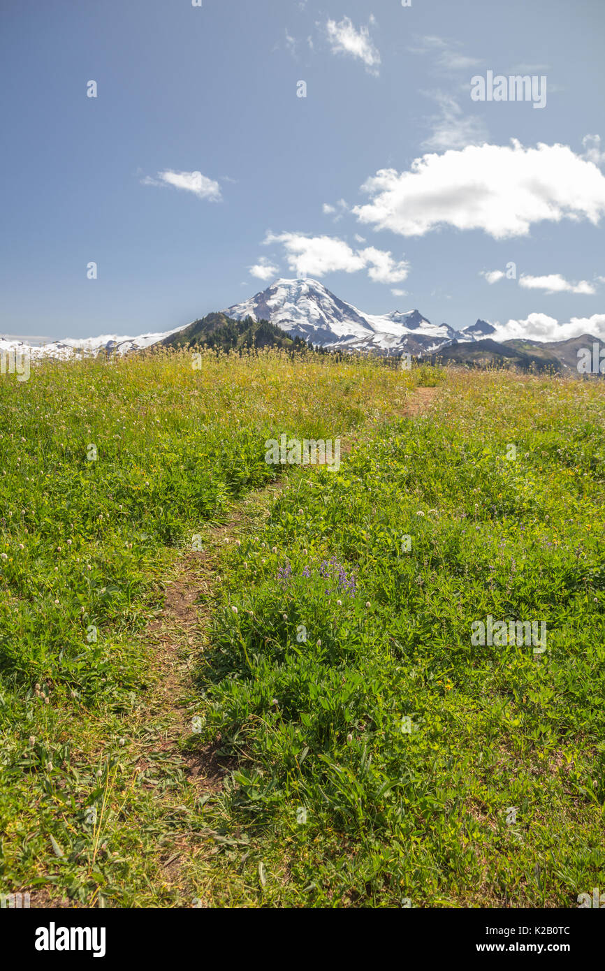 Vertical image of an informal path through alpine meadows, grasses and wildflowers of Skyline Divide with views to Mt. Baker in the North Cascades Stock Photo