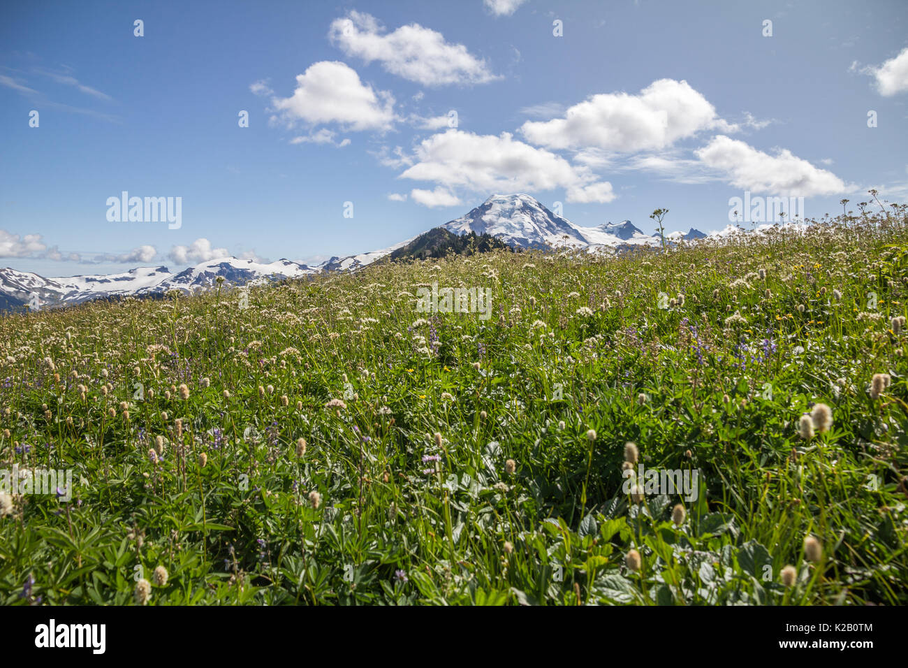 Assortment of white, blue, yellow wildflowers & green grasses are foreground for dramatic view of Mt. Baker under fluffy white clouds in Pacific NW Stock Photo