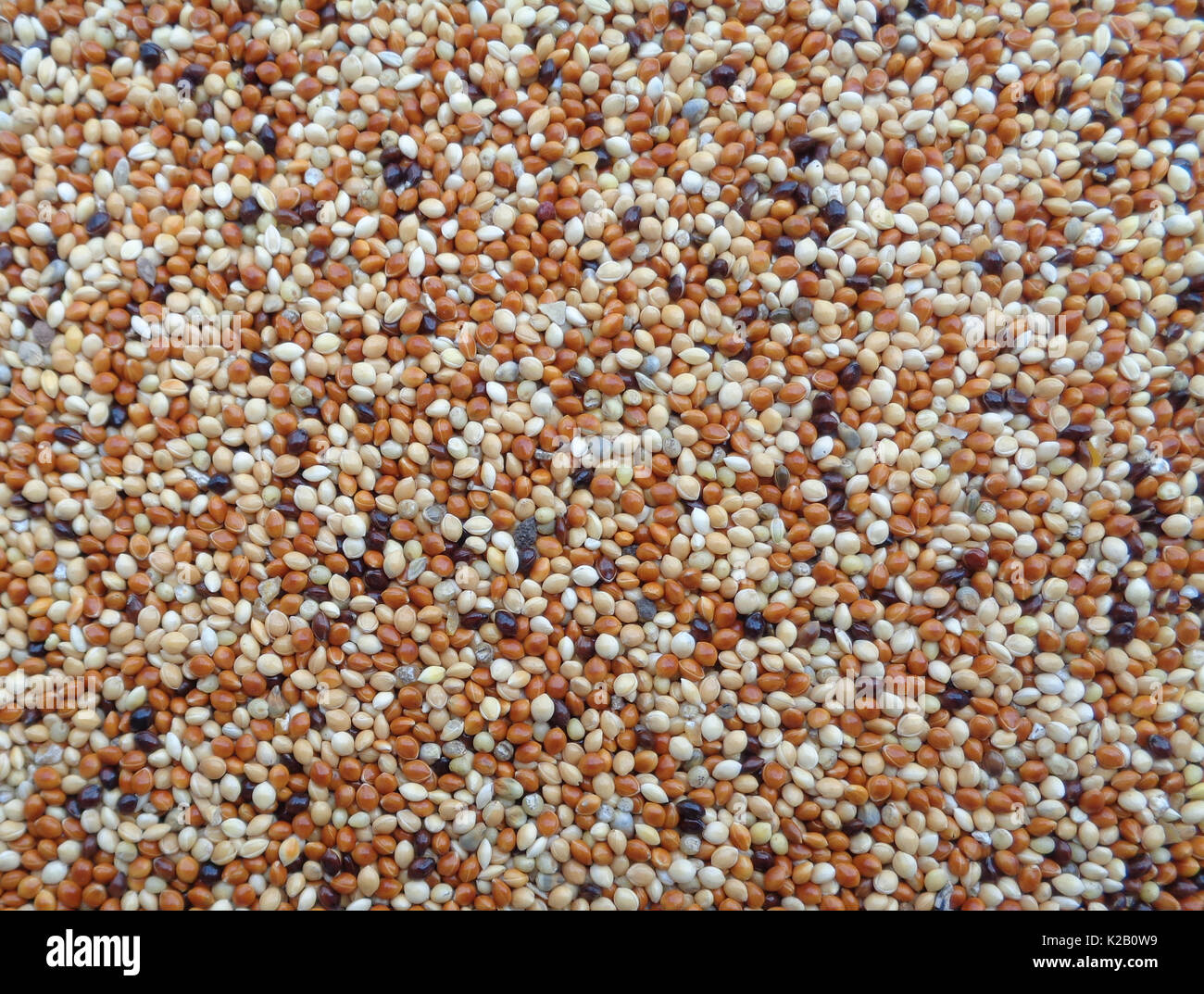 Brown millet hires stock photography and images Alamy