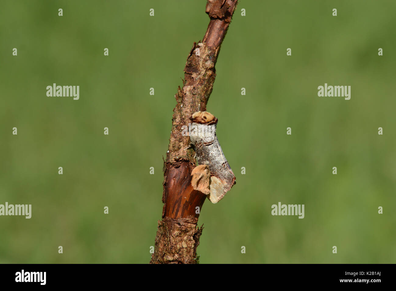 Buff-tip moth, Phalera bucephala, on twig with soft green background Stock Photo