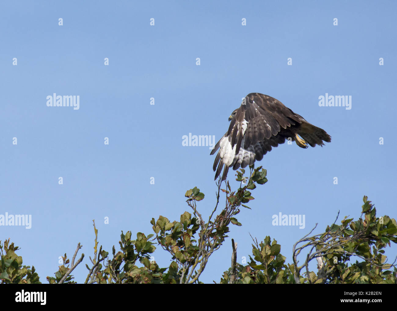 Buzzards flapping wings hires stock photography and images Alamy