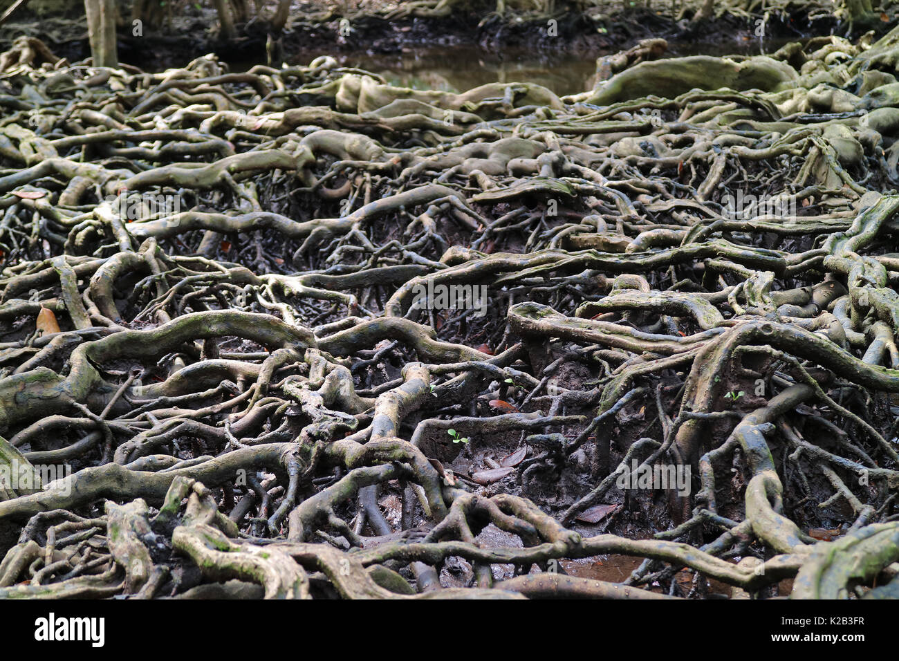 Amazing Mangrove Forest Tree Roots in Trat Province, Thailand Stock Photo