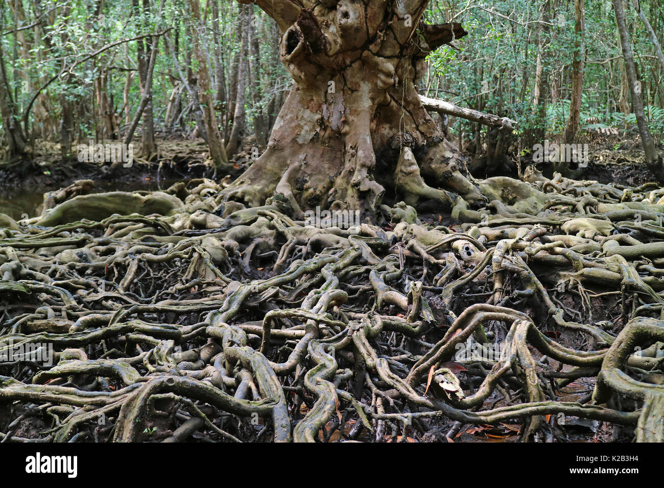 Breathtaking View of the Amazing Tree Roots in the Mangrove Forest, Trat Province, Thailand Stock Photo