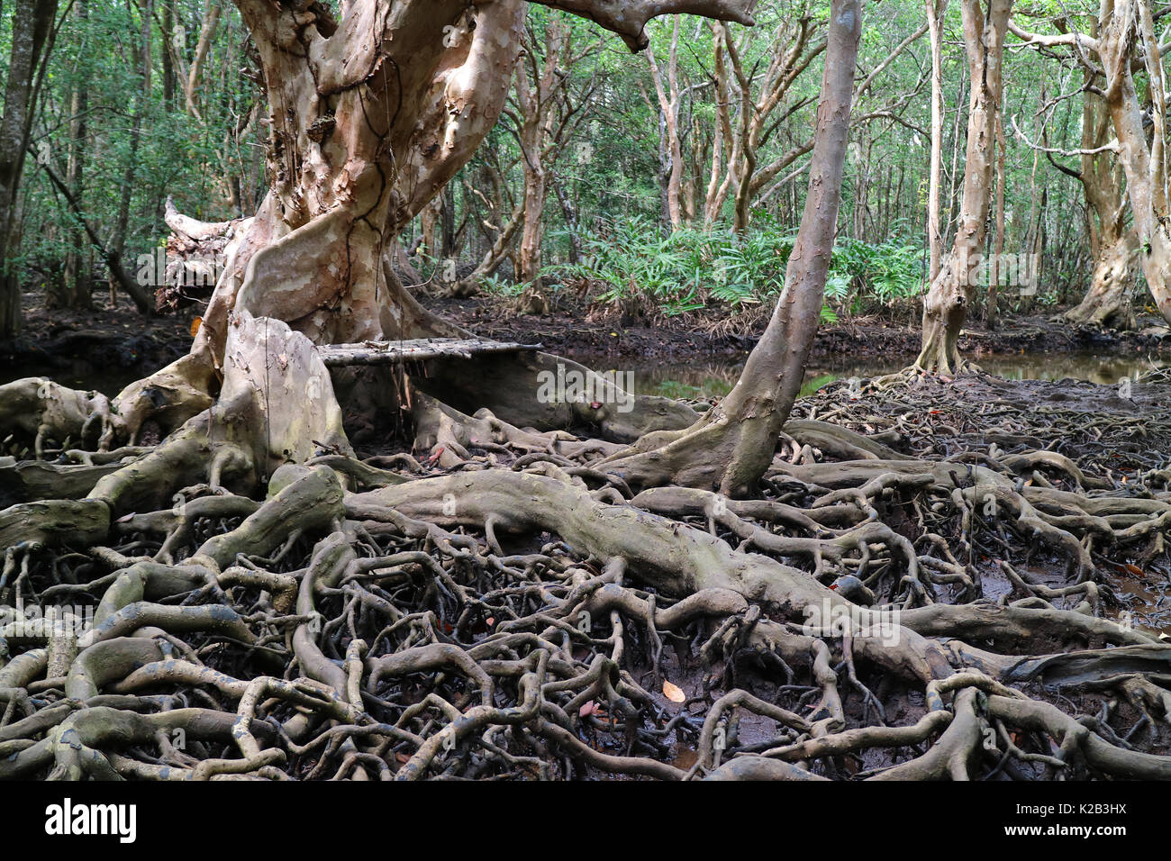 Incredible Tree Roots in the Mangrove Forest, Trat Province of Thailand Stock Photo