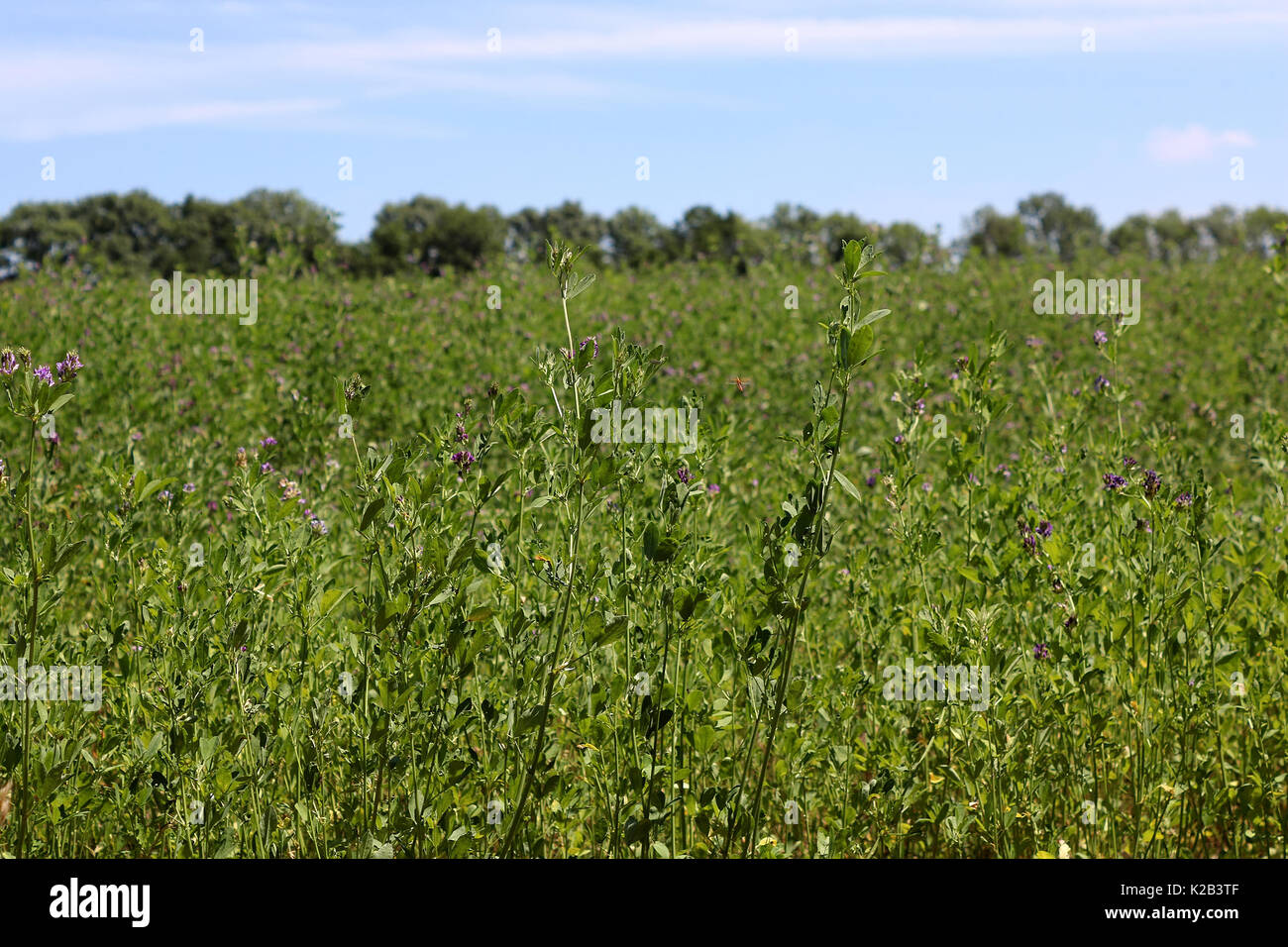 Alfalfa, Medicago sativa, also called lucerne, is a perennial flowering