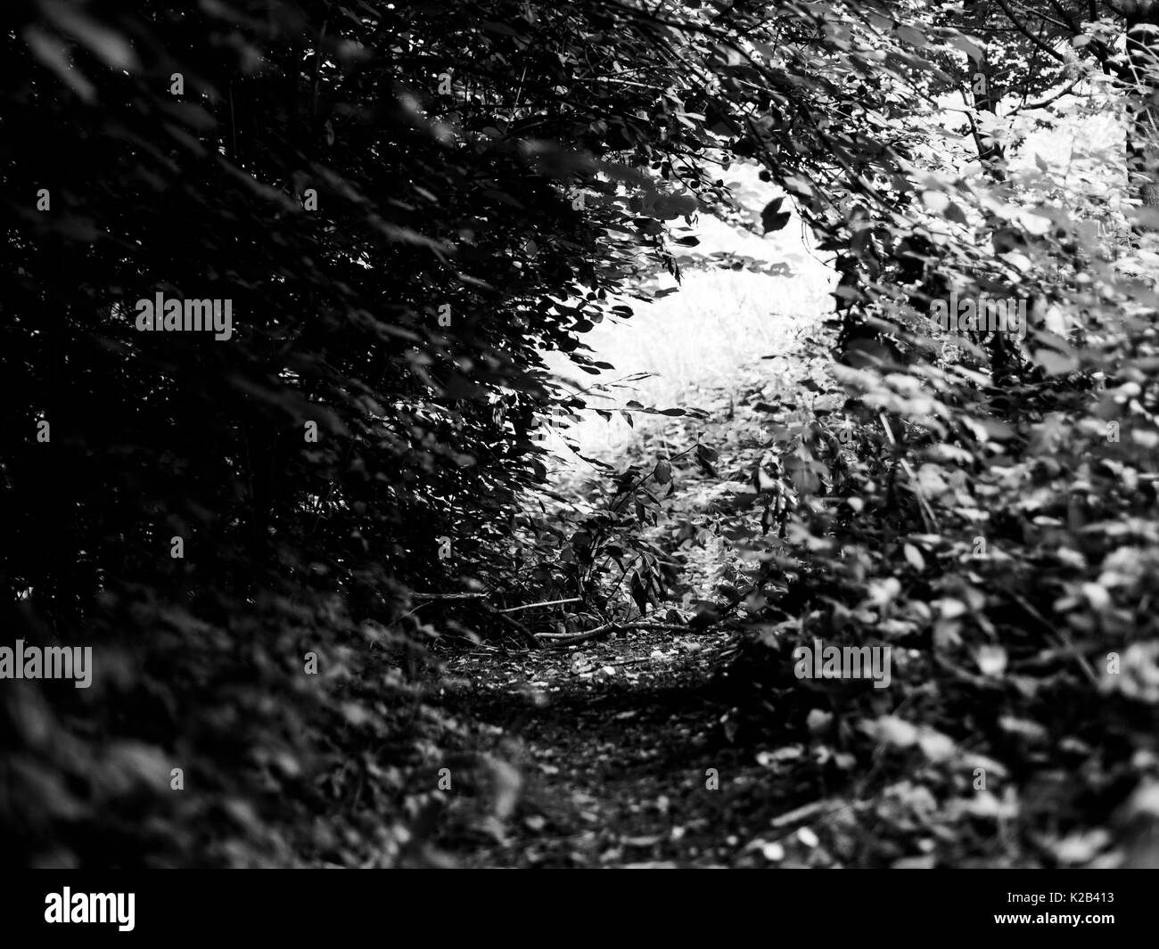 Forest path in black and white Stock Photo - Alamy