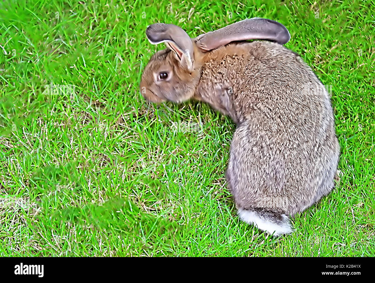 Rabbit in the green grass Stock Photo Alamy