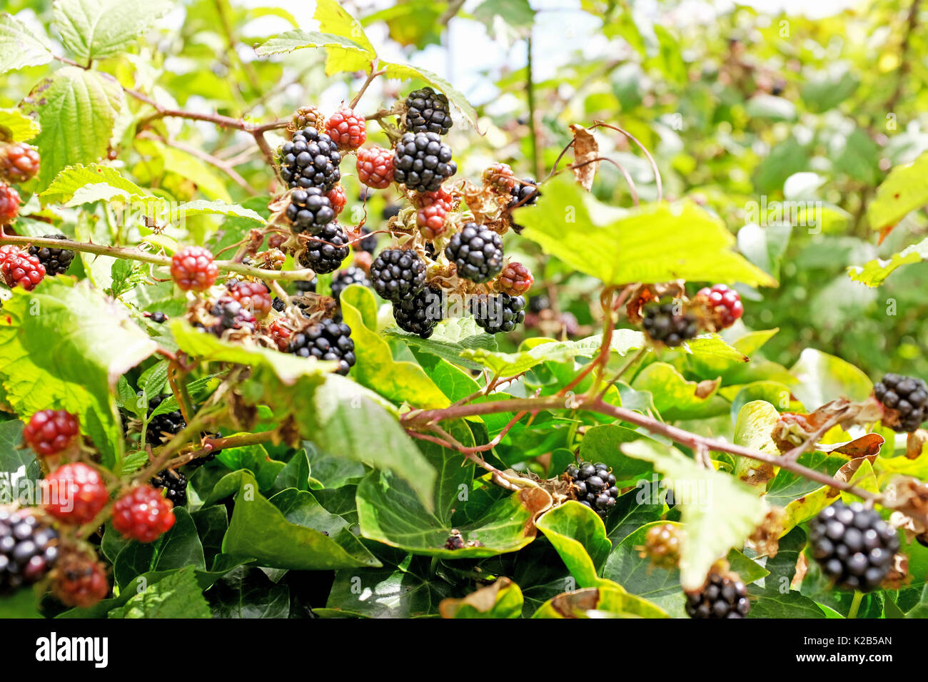 Ripe blackberries ready for picking in late summer harvest Stock Photo