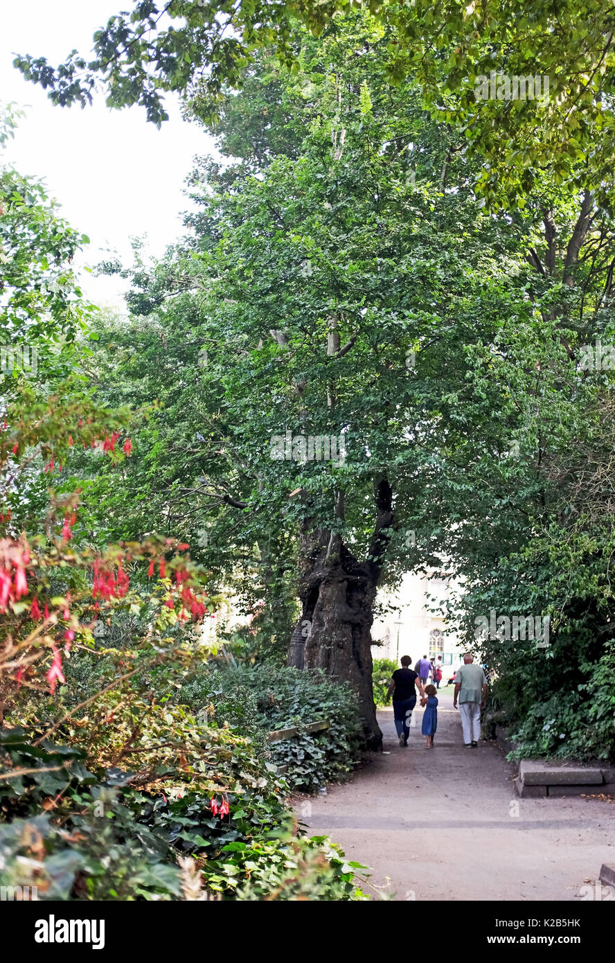 The oldest tree (nearly 240 years old) in the Royal Pavilion Gardens, the English Elm located close to public toilets,  has Dutch Elm disease disease  Stock Photo