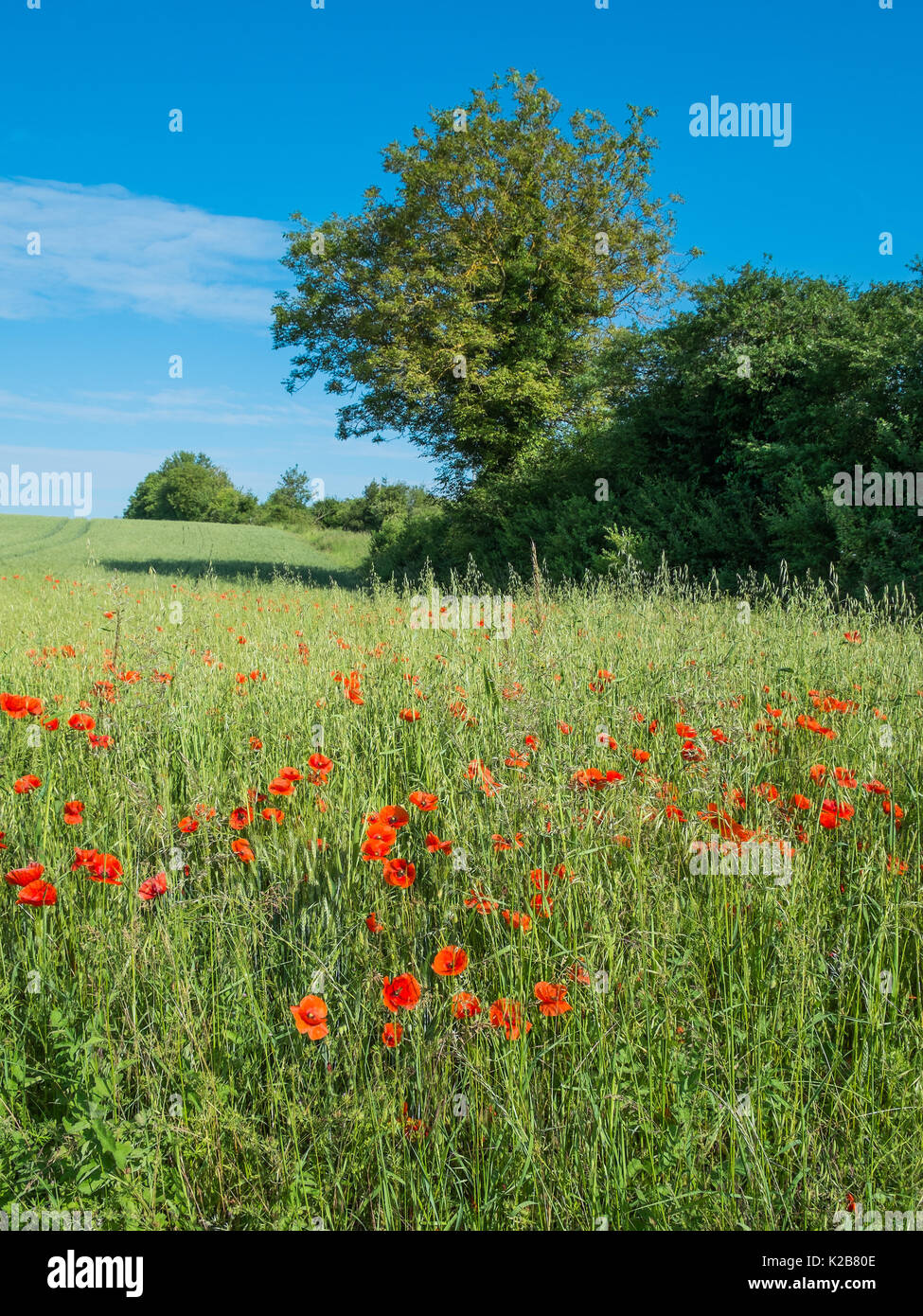 Poppies in field of barley, France. Stock Photo