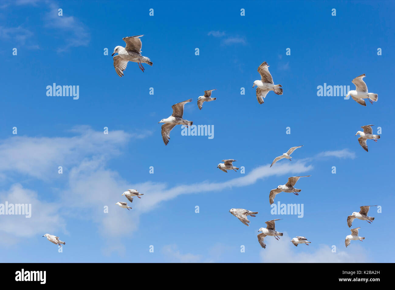 Flock of seagulls in flight. Stock Photo