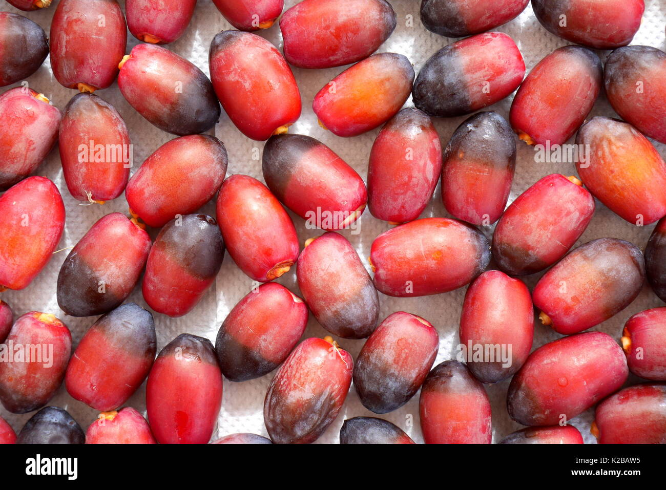 Dates drying in the sun Stock Photo Alamy