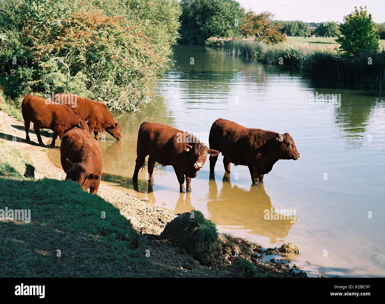 Red rag to a bull hi-res stock photography and images - Alamy