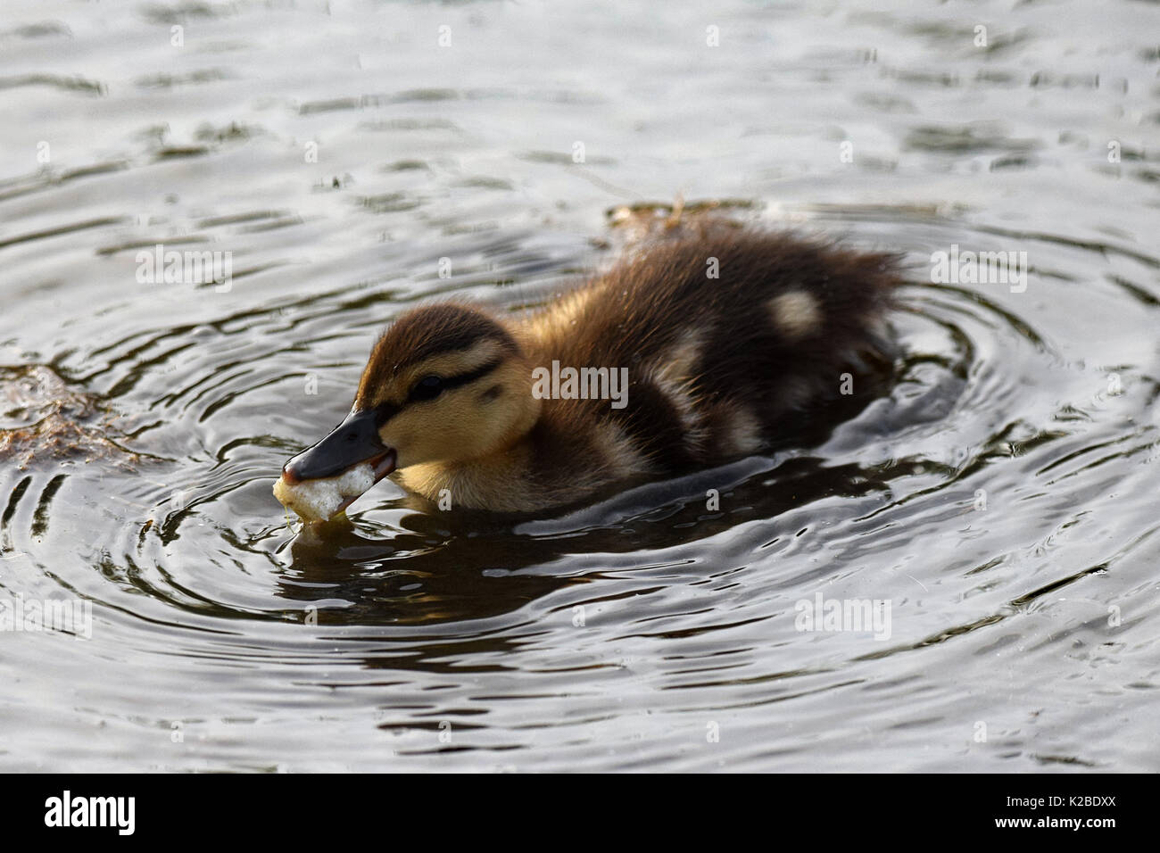 Feeding the ducks. Young mallard duckling eating bread Stock Photo Alamy