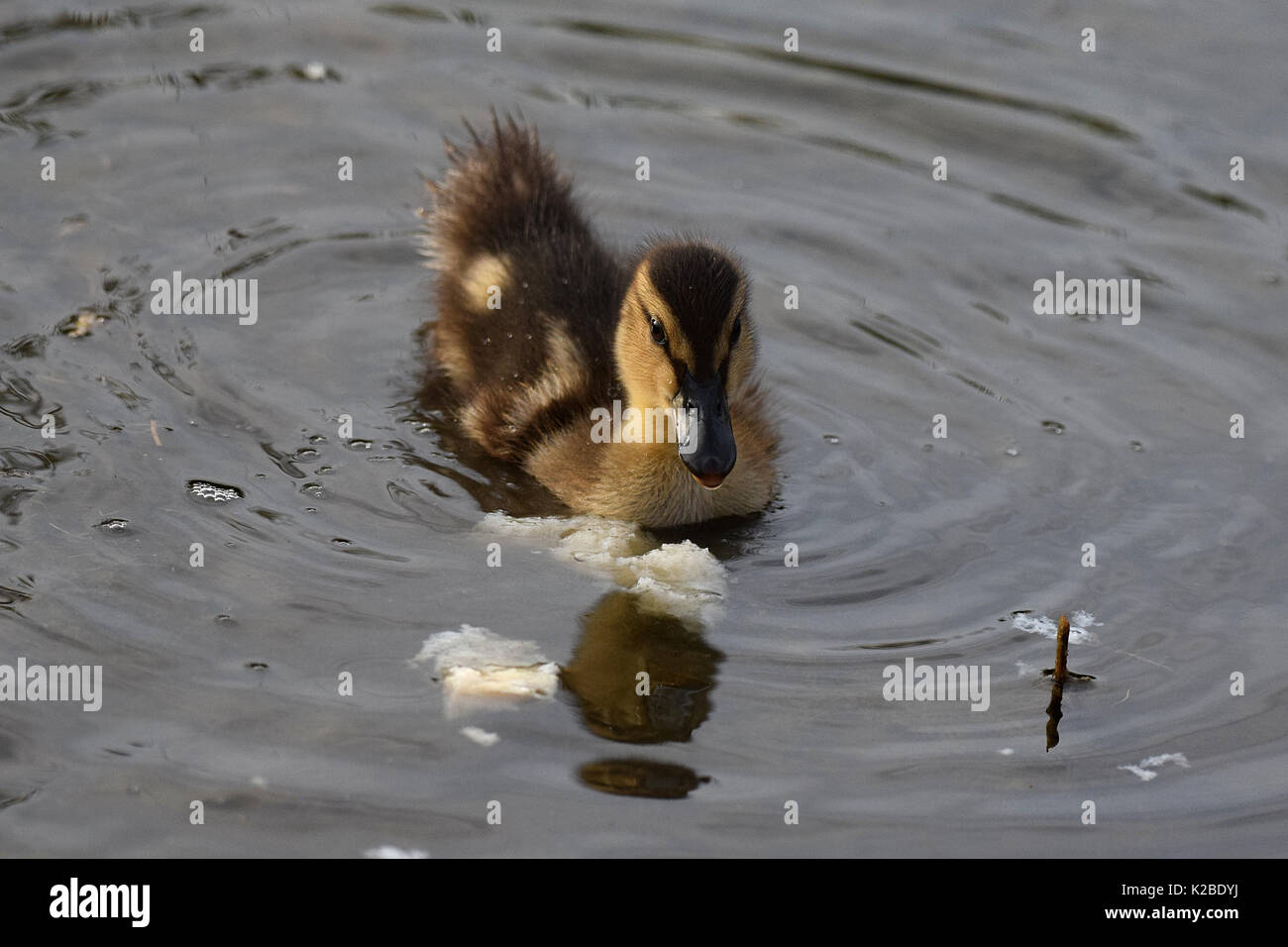 Feeding the ducks. Young mallard duckling eating bread Stock Photo Alamy