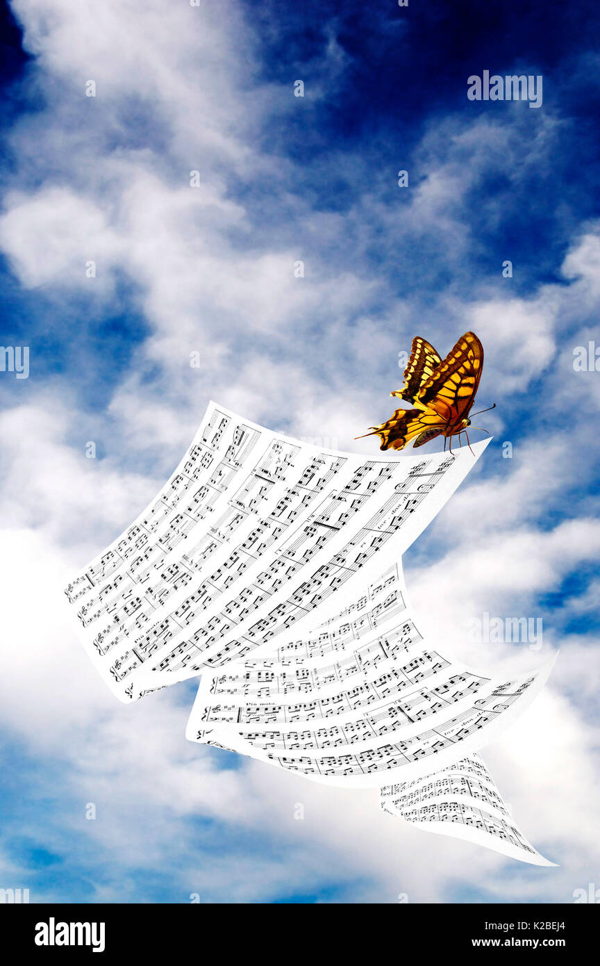 butterfly and flying music sheets Stock Photo Alamy