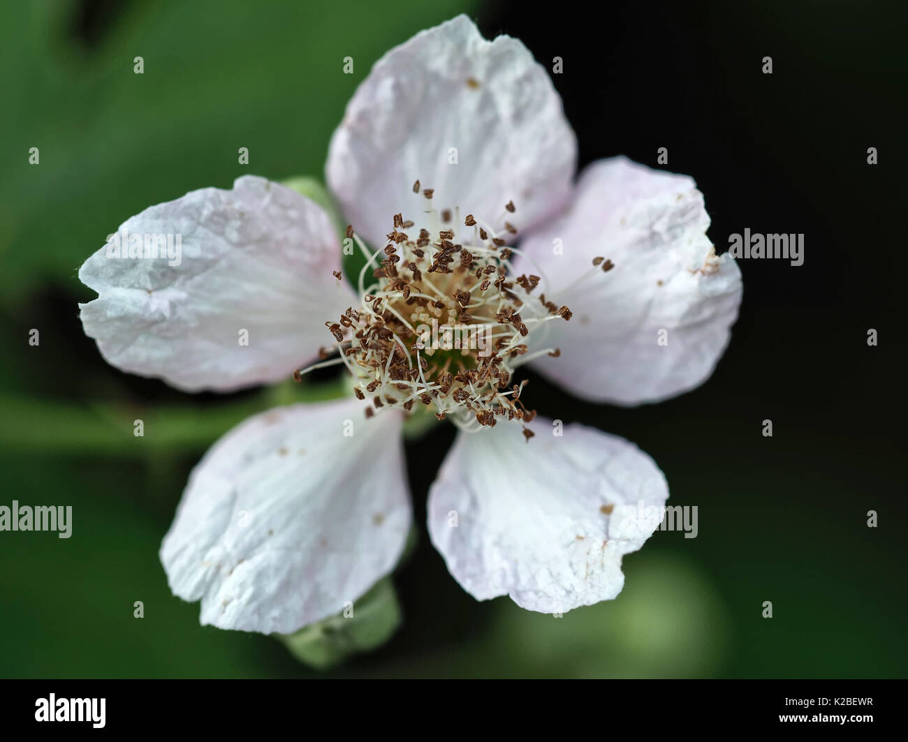 Wild Himalayan blackberry (Rubus armeniacus) flower in western Washington state, USA Stock Photo