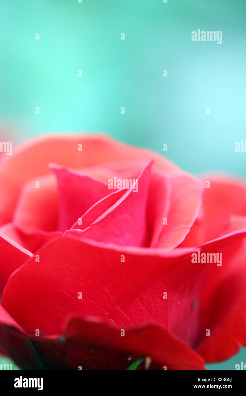 red rose flower close up nature background Stock Photo - Alamy