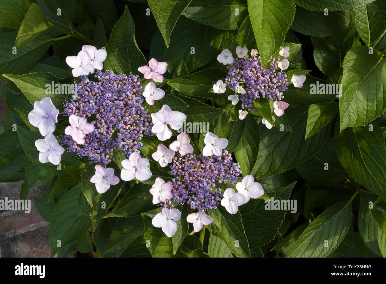 'Big Leaf hydrangea,' Lacecap' & 'Tokyo Delight,' are common names of this Hydrangea Macrophylla showing buds & lacy clusters of pink outer flowers. Stock Photo