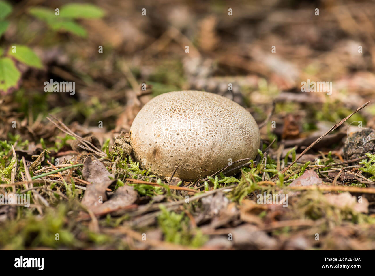 Common earthball (Scleroderma citrinium) Stock Photo