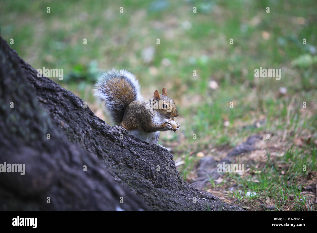 grey squirrel eating in the park Stock Photo