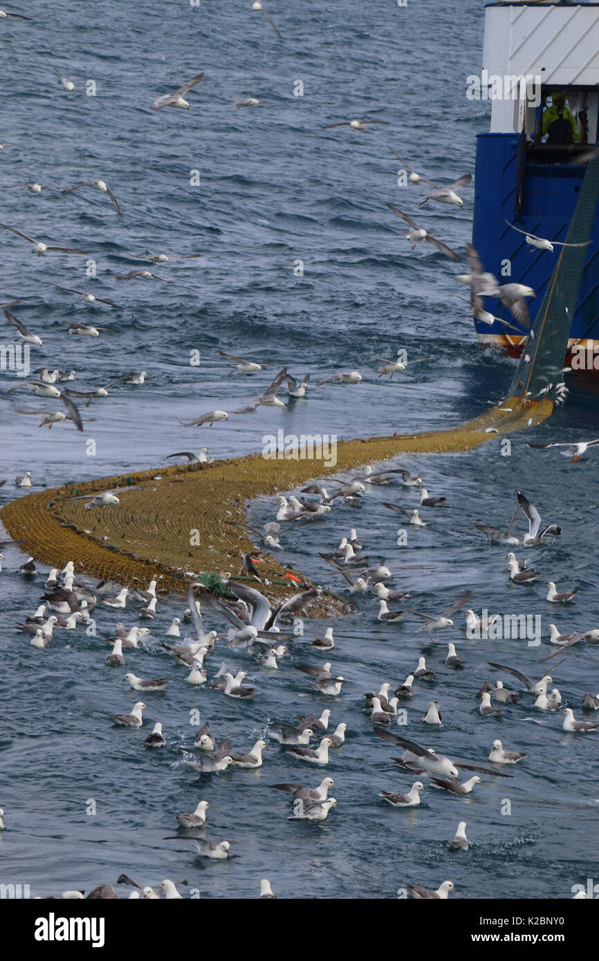 Fishing net full of Hake (Merluccius merluccius) with gulls nearby, North Sea, May 2015. Stock Photo