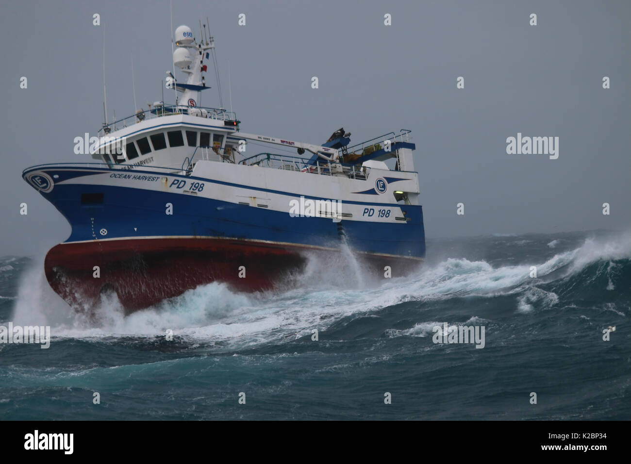 Fishing vessel 'Ocean Harvest' in heavy swells on the North Sea, January 2016.  Property released. Stock Photo